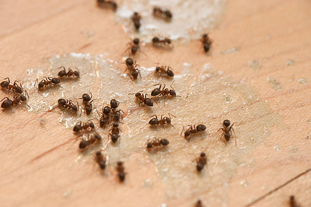 Best Pest Prevention Services  in Knoxvle, IL
